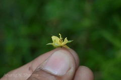 Chamaecrista auricoma